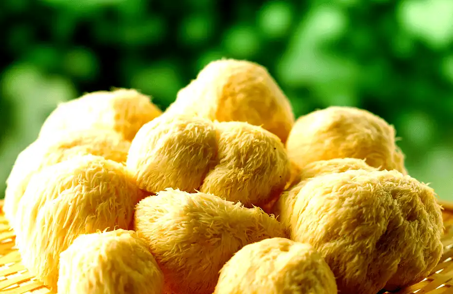 How Organic Hericium Erinaceus Powder Boosts Memory and Focus?